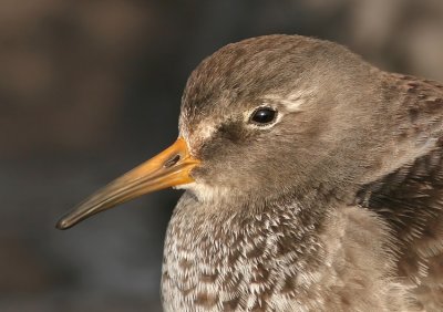 Paarse Strandloper / Purple Sandpiper