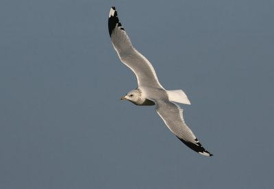 Stormmeeuw / Common Gull