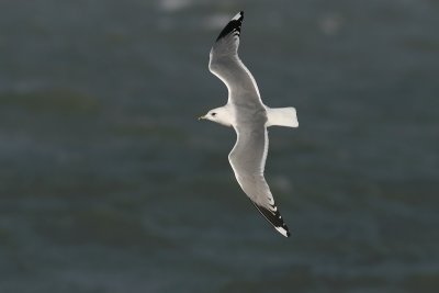 Stormmeeuw (Larus canus)