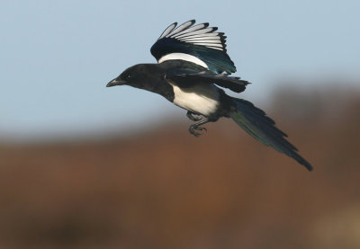 Ekster / Magpie