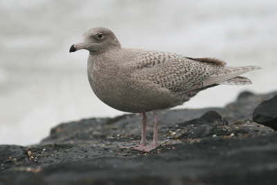 Grote Burgemeester / Glaucous Gull