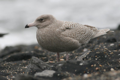 Grote Burgemeester / Glaucous Gull