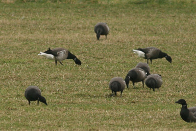 Witbuikrotgans / Pale-bellied Brent Goose