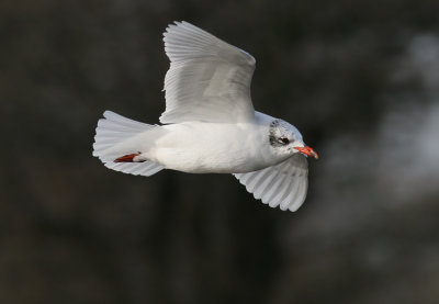 Zwartkopmeeuw / Mediterranean Gull