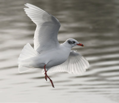 Zwartkopmeeuw / Mediterranean Gull