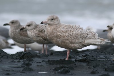 Grote Burgemeester / Glaucous Gull