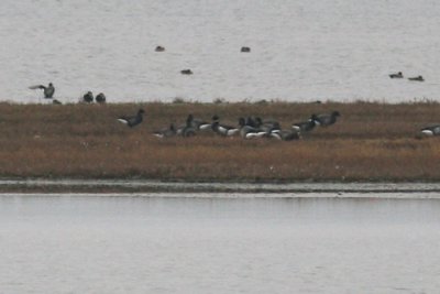 Zwarte Rotgans / Black Brant