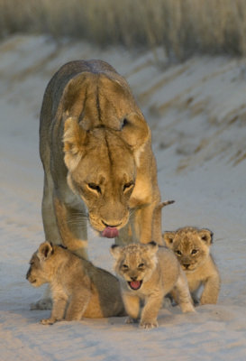 Kgalagadi 2011