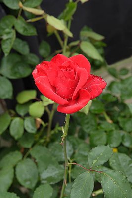 red rose 2