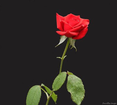 red rose 3