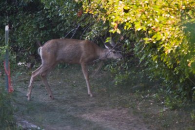 Avon 56  5218 Deer come thru the property on a regular basis