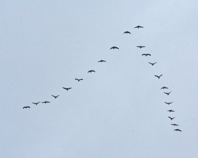 Geese 2  5635
