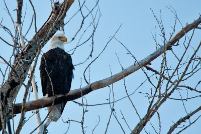 American Bald Eagle...in my backyard!   5693