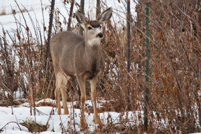 deer 1  5930 Spike Horn