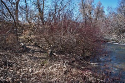 6421 Signs of spring