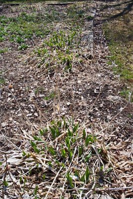 6428 Signs of spring