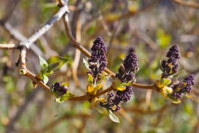 6509  Lilac- This bud is the same size as the tip of your pinky.