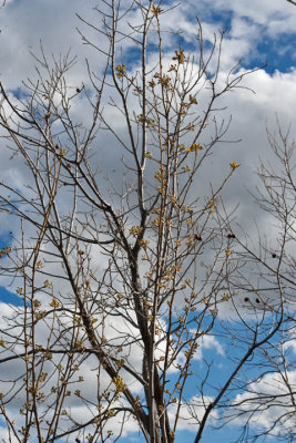 6511  fruit tree, undetermined what kind of fruit.