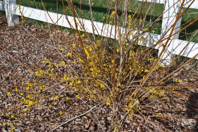 6516   Forsythia- Not doing all that well at this stage