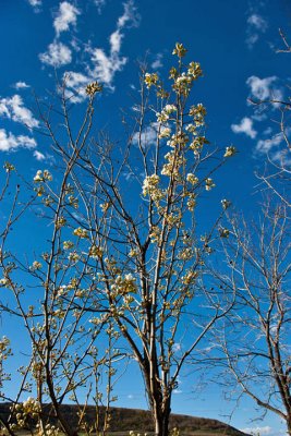 6526 fruit tree