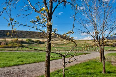 6528 fruit tree