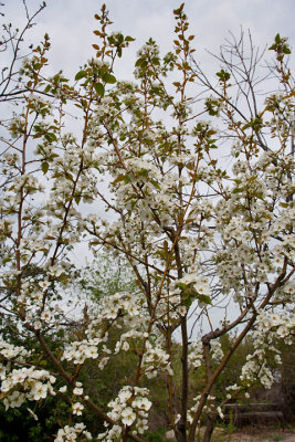 6536 fruit tree