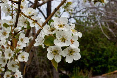 6537 fruit tree
