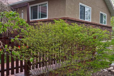 6540 bush