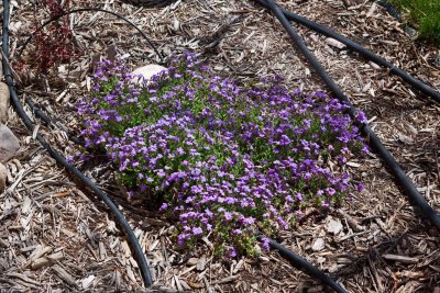 6523 ground cover
