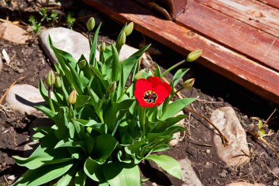6522 tulip