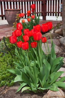 6531 tulip