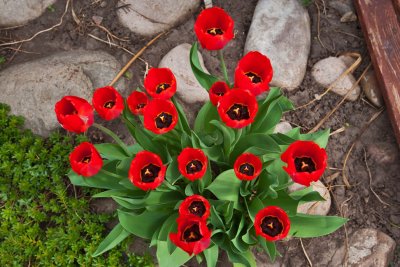 6532 tulip