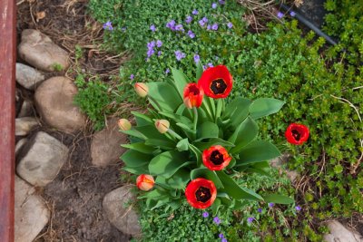 6533 tulip
