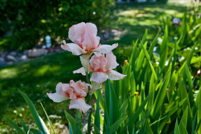 6952  pink iris