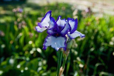 6955  blue iris