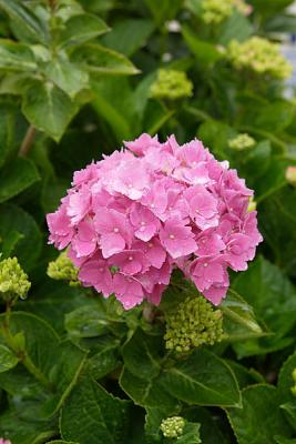 Hydrangea 1