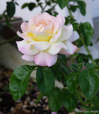 Peace Rose 1