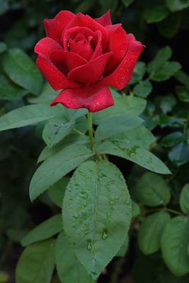 Red Rose 8