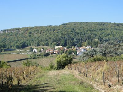 Chateau vineyard