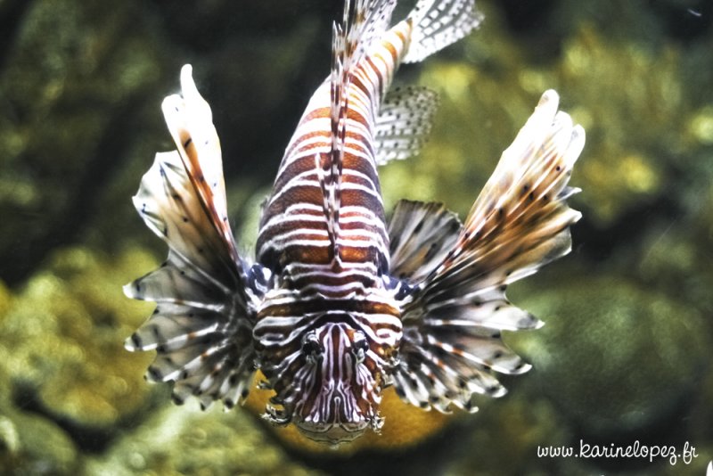 Aquarium de Barcelone