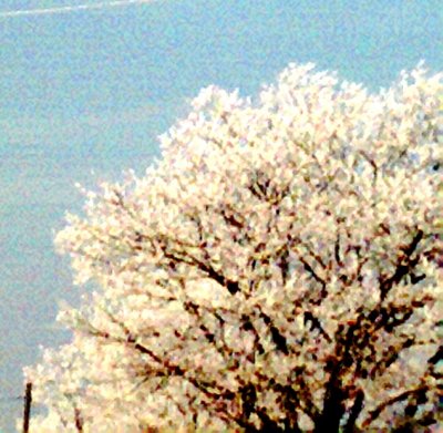 Photo006.jpg