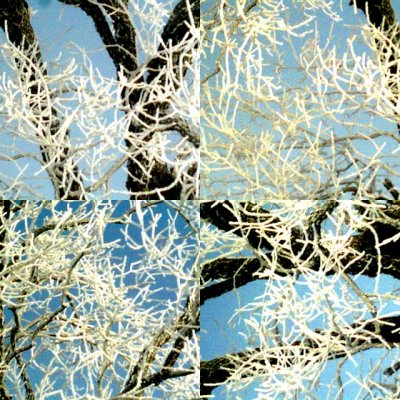 collage54.jpg