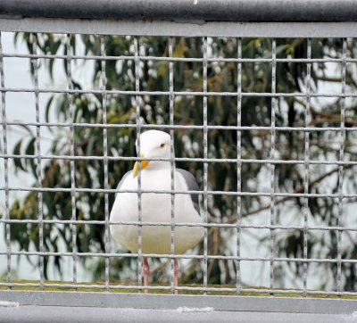 Man Bird of Alcatraz