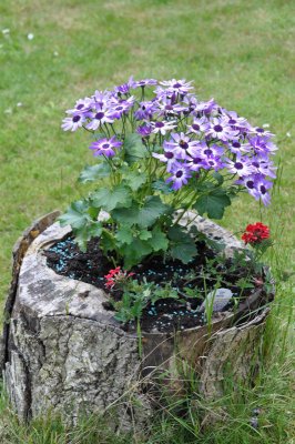 Flower Stump
