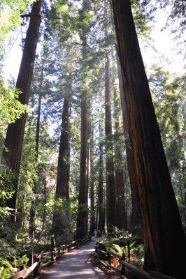 Red Woods