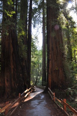 Red Woods