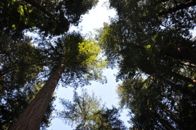 Red Woods