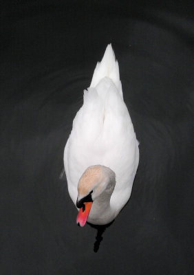 Swan