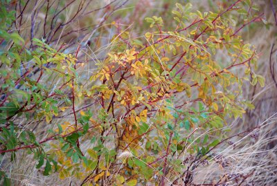 DSC_1673trj.jpg