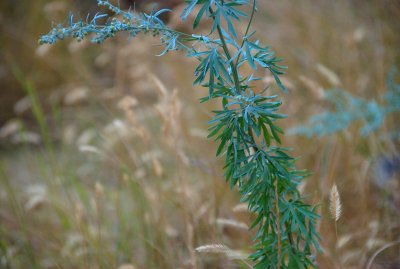 DSC_1696trj.jpg